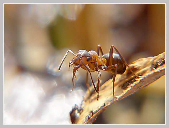 Mravenec lesní, Olympus SP-500, čas 1/30 s, clona 6.30, ISO 80, ohn. vzdálenost 63.00