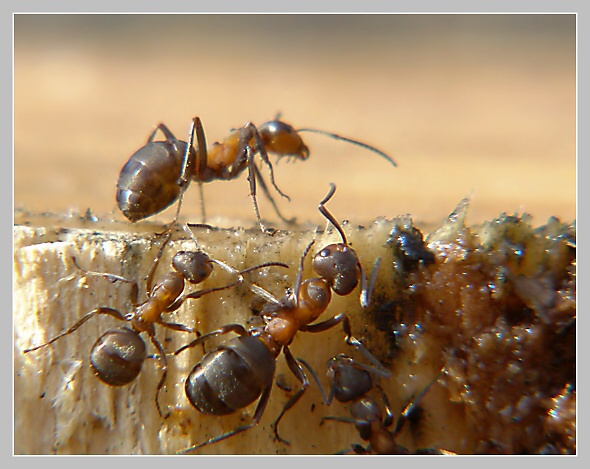 Mravenec lesní 2, Olympus SP-500, čas 1/50 s, clona 6.30, ISO 80, ohn. vzdálenost 63.00, předsádky close-up Marumi