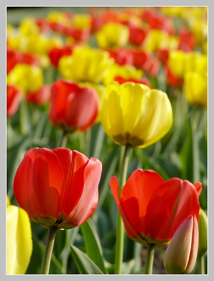 Tulipány, Olympus SP-500, čas 1/400 s, clona 5.00, ISO 100, ohn. vzdálenost 41.50
