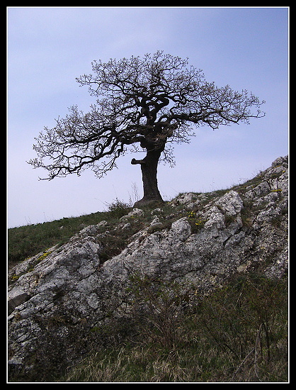 Velká pálavská bonsai, Olympus SP-500, čas 1/1000 s, clona 3.20, ISO 80, ohn. vzdálenost 6.30, polarizační filtr