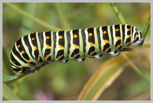 Papilio machaon (otakárek fenyklový) - housenka, Olympus SP-500, čas 1/640 s, clona 5.00, ISO 100, ohn. vzdálenost 24.90, makropředsádka Olympus