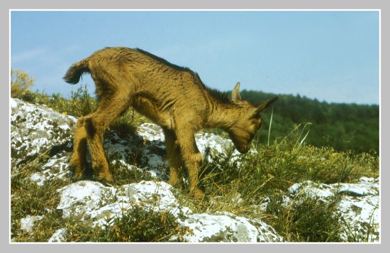 Koza bezoárová - mládě 2