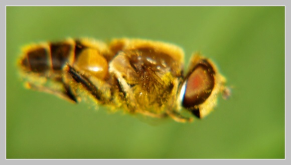 Včela medonosná, Olympus UZ 720, čas 1/250s, clona 6.30, ISO 100, ohn. vzdálenost 51.20, close-up předsádky Marumi