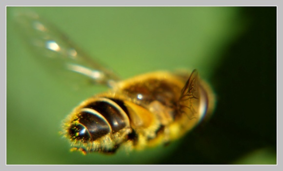 Včela medonosná, Olympus UZ 720, čas 1/250s, clona 6.30, ISO 100, ohn. vzdálenost 51.20, close-up předsádky Marumi