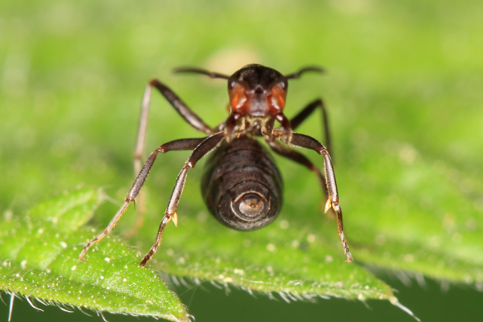 Formica rufa (mravenec lesní)