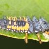 Slunéčko Harmonia axyridis - larva