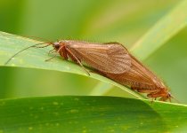 Chrostíci (Trichoptera)