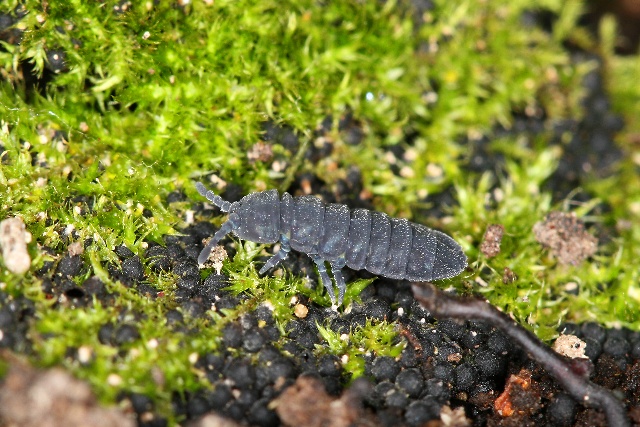 Tetrodontophota bielanensis (larvěnka obrovská)