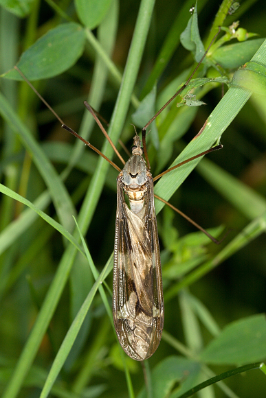 Tipula maxima (Tiplice obrovská)