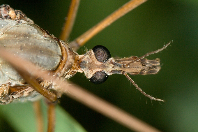 Tipula maxima (Tiplice obrovská)