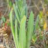 Echium vulgare (hadinec obecný)