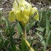 Iris pumila (kosatec nízký)