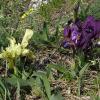 Iris pumila (kosatec nízký)