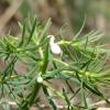 Euphorbia cyparissias (pryšec chvojka)