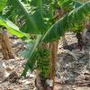 Musa paradisiaca (banánovník)