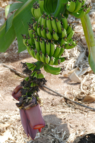 Musa paradisiaca (banánovník)