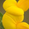 Lotus corniculatus (štírovník růžkatý)