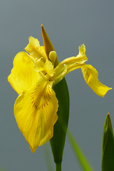 Iris pseudacorus (kosatec žlutý)
