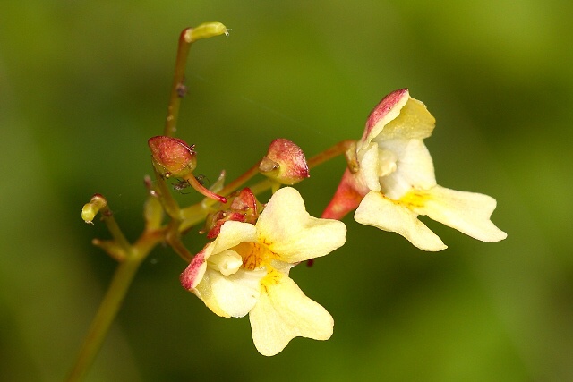 Impatiens parviflora (netýkavka malokvětá)