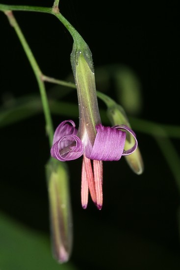 Prenanthes purpurea (věsenka nachová)
