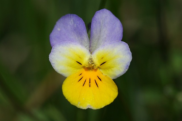 Viola tricolor (violka trojbarevná)