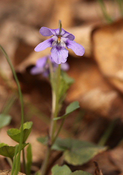 Jarní zádumčivost - fialka (sp. Viola)