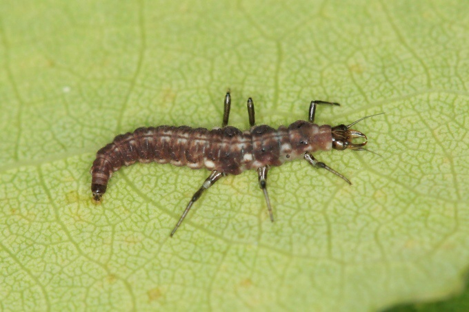 larva hmyzu