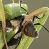 Mantis religiosa (kudlanka nábožná)