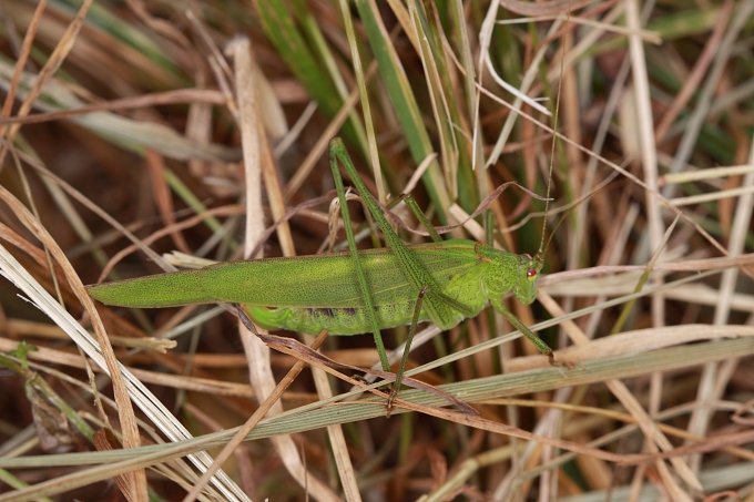 Phaneroptera falcata (kobylka křídlatá)