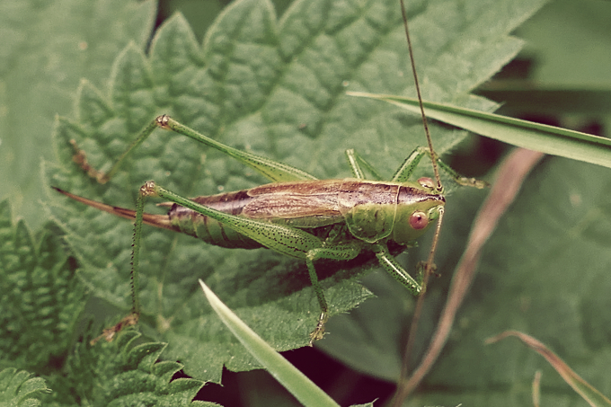 Conocephalus dorsalis (kobylka mokřadní)