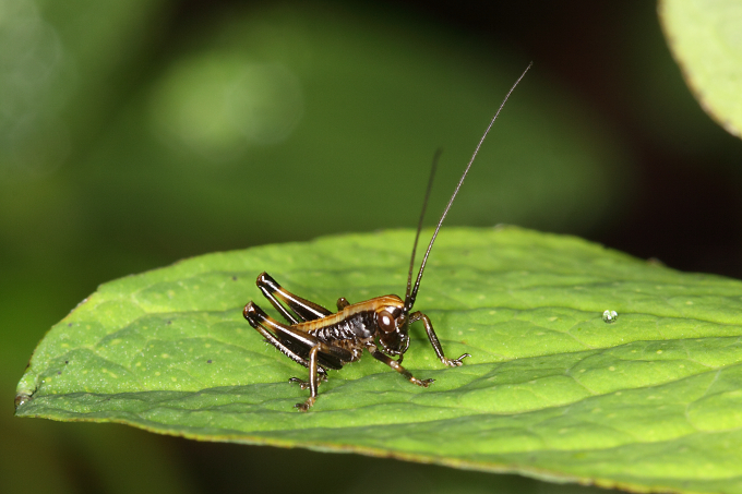 Pholidoptera griseoaptera (kobylka obecná) - nymfa