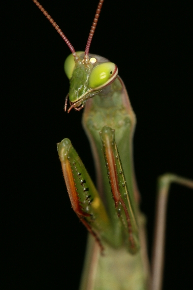 Mantis religiosa (kudlanka nábožná)