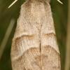 Macrothylacia rubi (bourovec ostružiníkový)