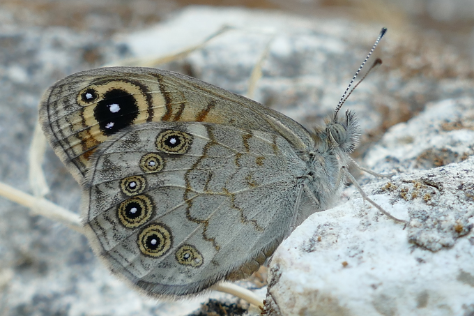 Motýl - Kypr