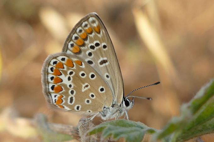 Motýl - Kypr