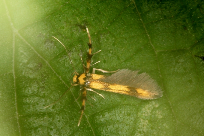 Microlepidoptera