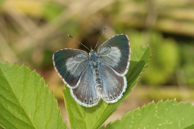 Celastrina argiolus (modrásek krušinový)