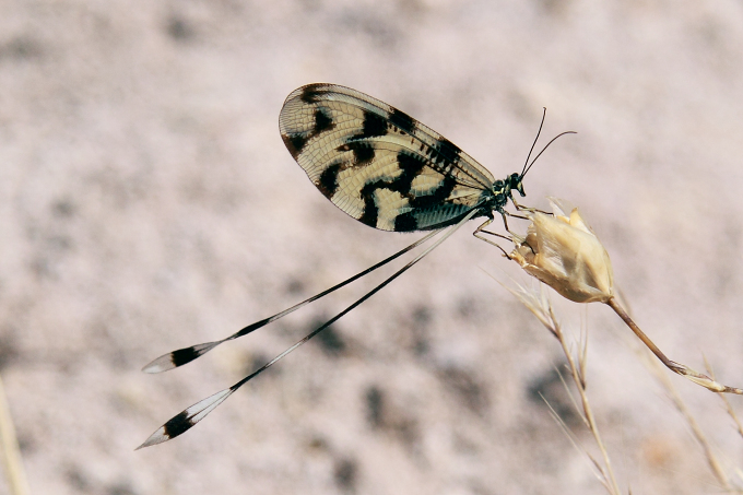 Lesbos (Lesvos) - stuholetka jižní (Nemoptera sinuata)
