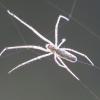 Pavoučí hemolymfa (sp. Tetragnatha)