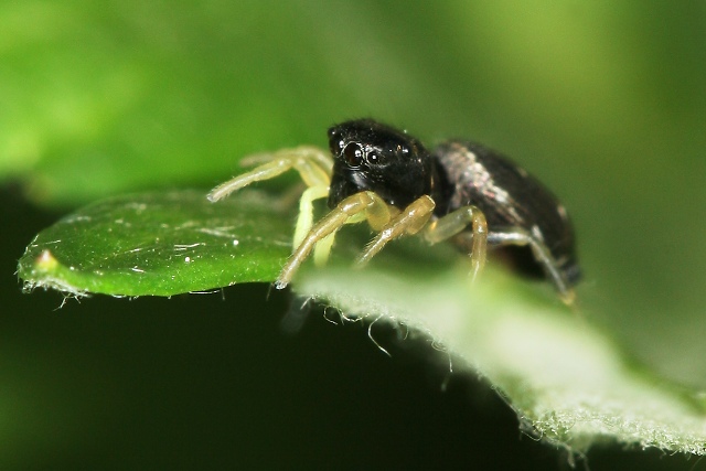 Evarcha arcuata (skákavka černá)