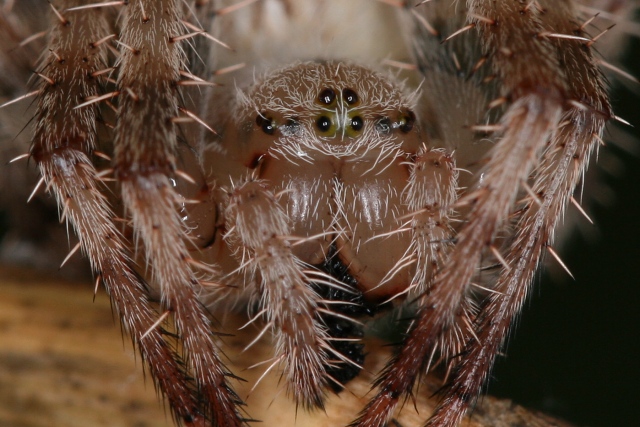 Oči pavoukovců