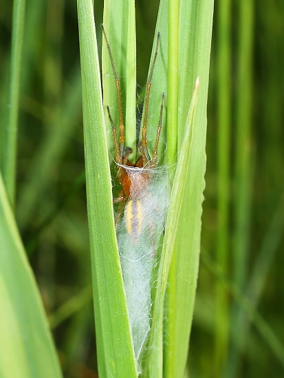 Cheiracanthium erraticum (zápředník mokřadní)