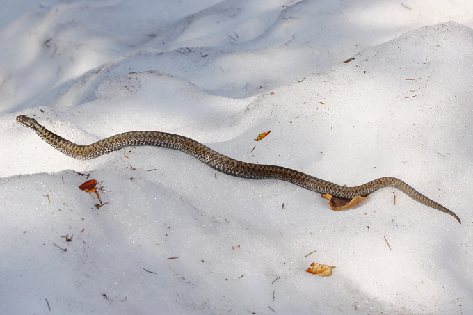Vipera berus (zmije obecná)