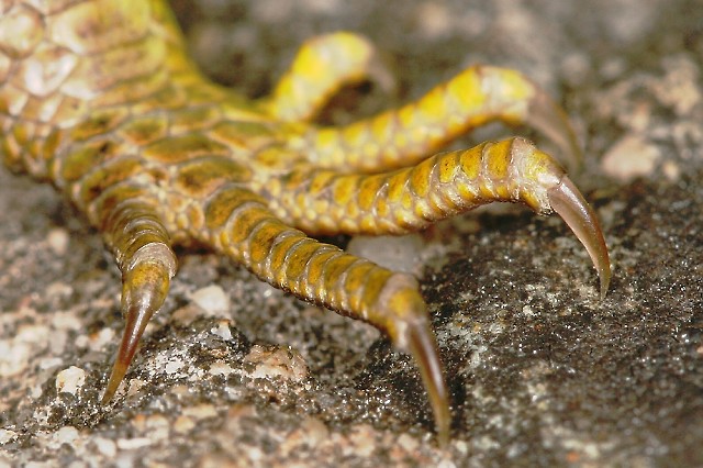 Lacerta viridis (ještěrka zelená)