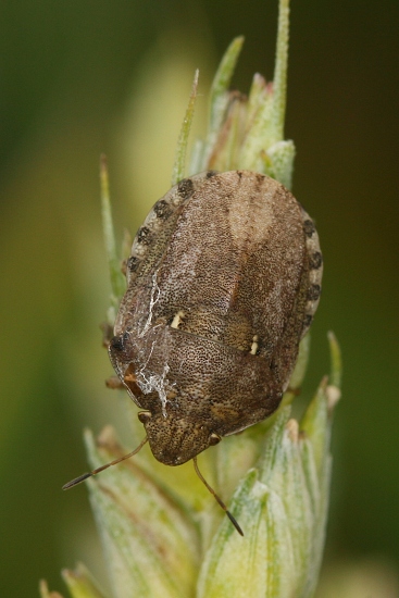 Eurygaster maura (kněžice obilná)