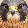 Falco peregrinoides (sokol šahin)