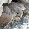 Falco tinnunculus (poštolka obecná)