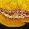 Chrysoperla carnea (zlatoočka obecná) - larva