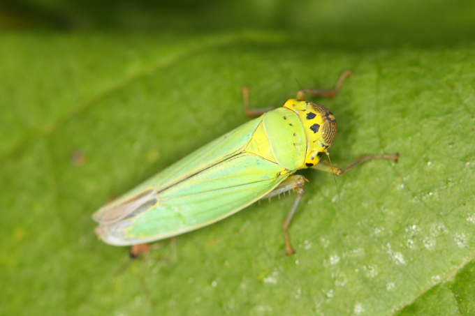 Cicadella viridis (křísek zelený, sítinovka zelená)
