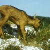 Koza bezoárová - mládě